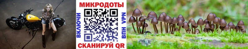 Галлюциногенные грибы Psilocybine cubensis  Кызыл 